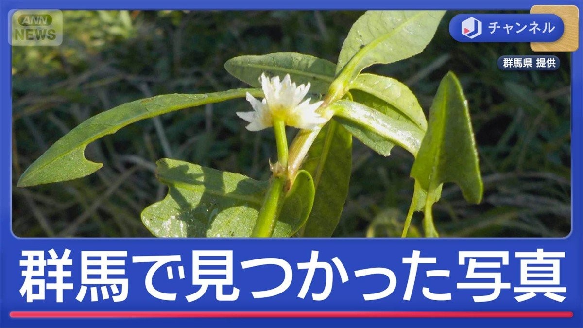 “史上最悪の侵略的植物”群馬県でも初確認