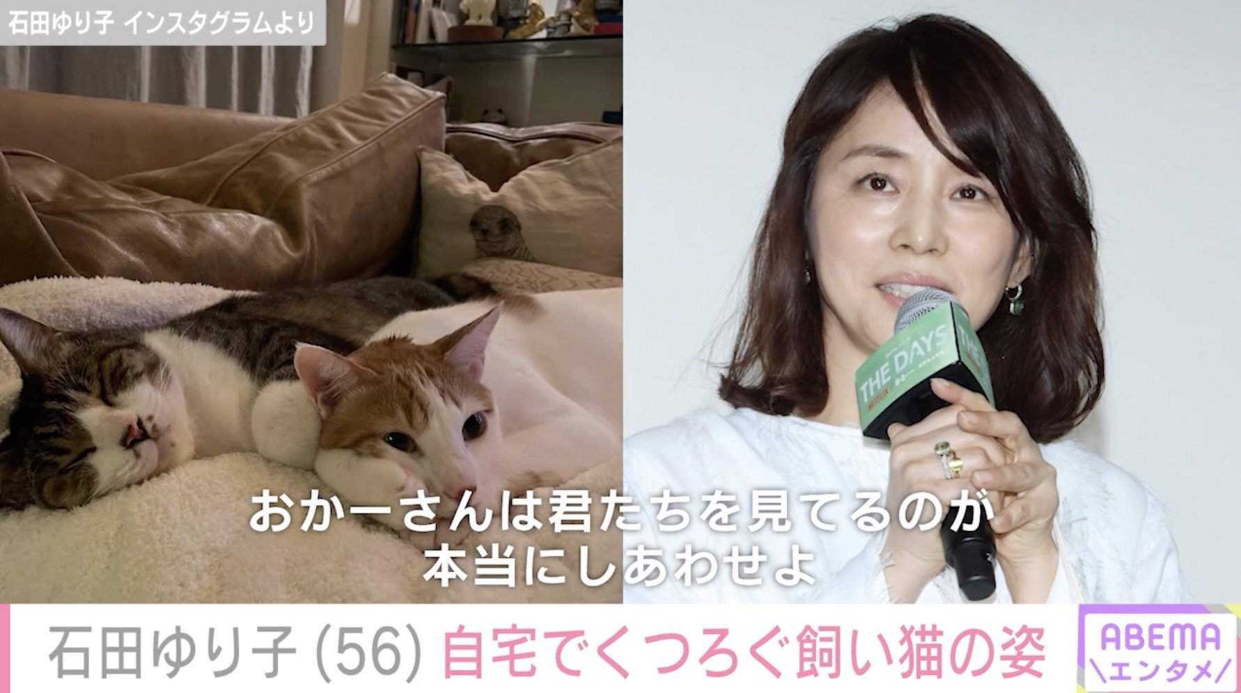 【写真・画像】「インテリアがすてき、憧れます」 石田ゆり子（56）、“雑貨まみれの部屋”と愛猫の日常に絶賛の声「癒やしの光景」　2枚目