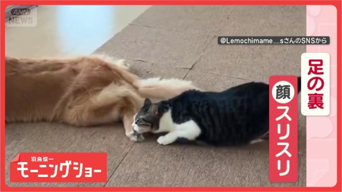 「ワンちゃんの足の裏が大好きニャン」 引っ込めても諦めない!狙い続けるネコ