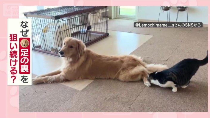 なぜ「足の裏」が好きなの?