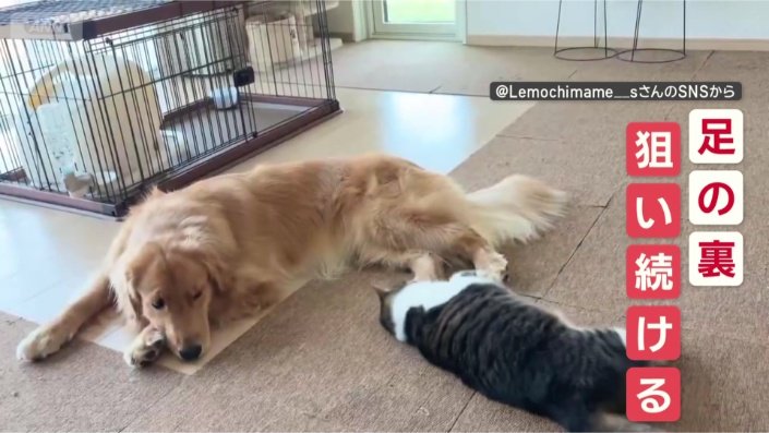 足の裏!逃がさないニャン