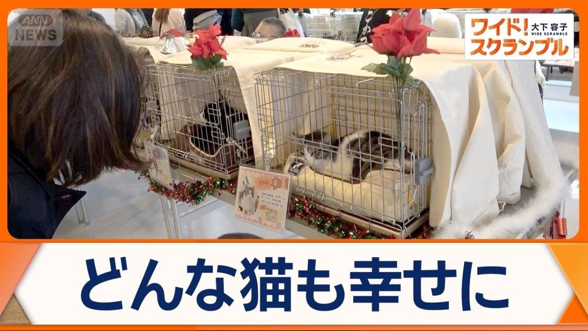 知られざる保護猫事情とは? 譲渡会へ…主催者の思い 天皇ご一家の猫「美海」も話題