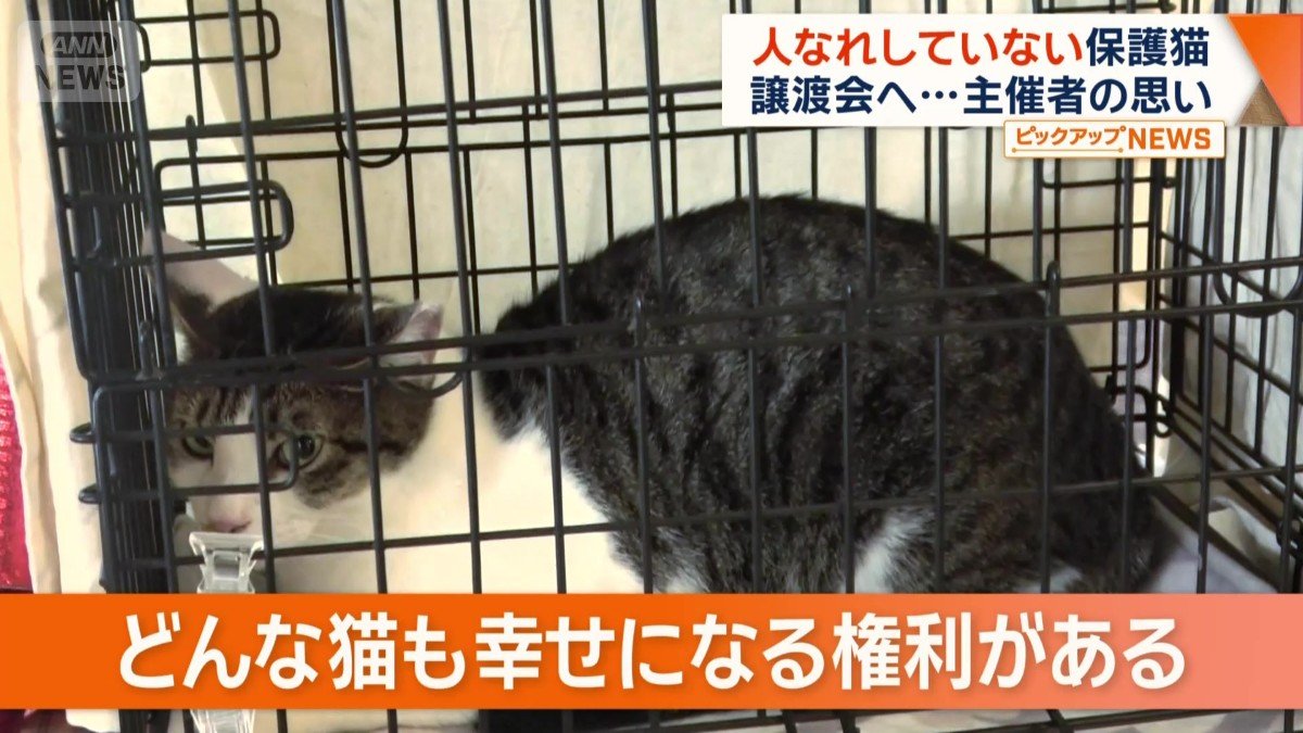 「どんな猫も幸せになる権利がある」