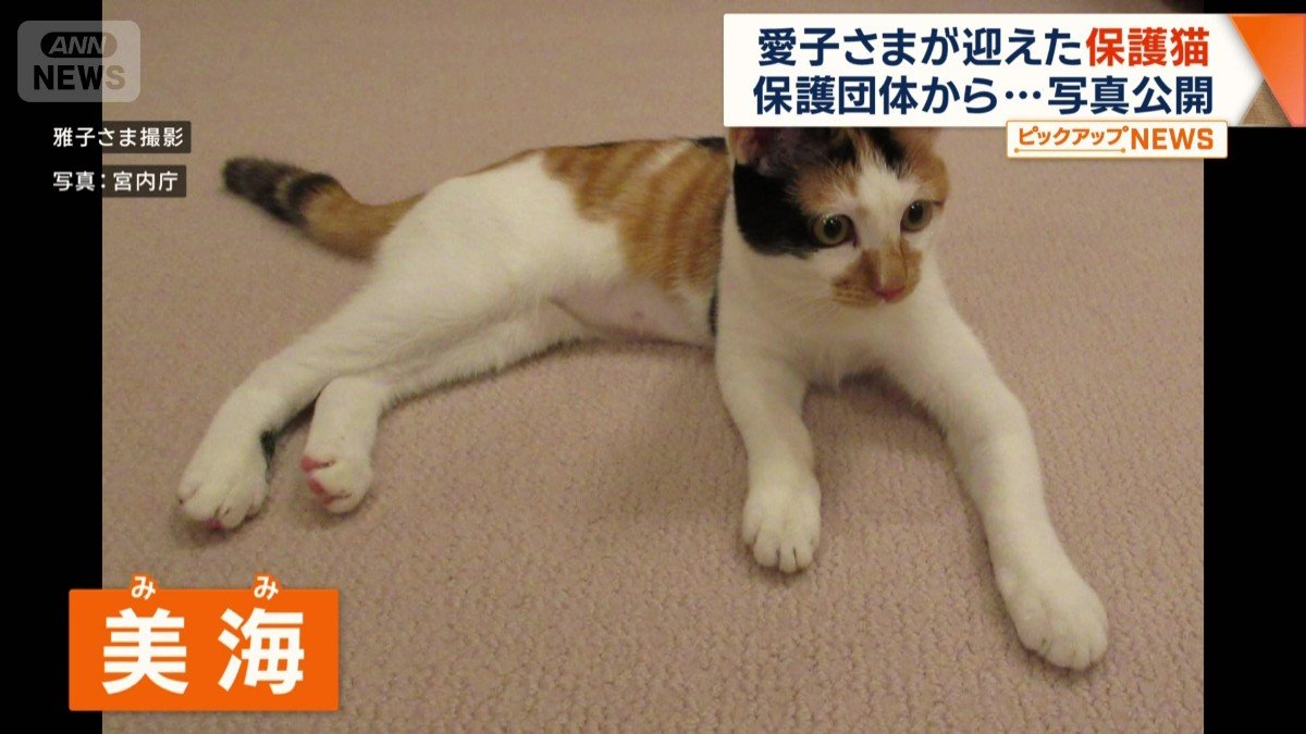 愛子さま自ら撮影された三毛猫「美海」の写真