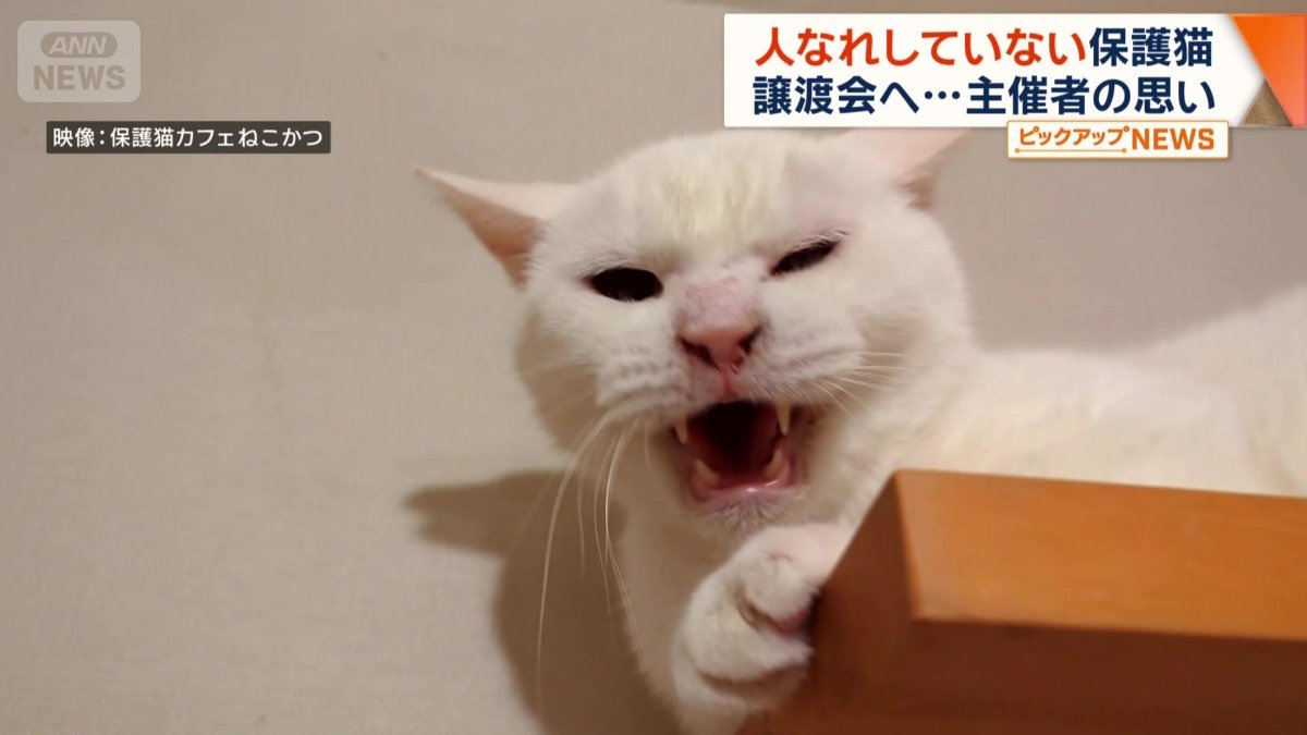 「シャーシャー猫」