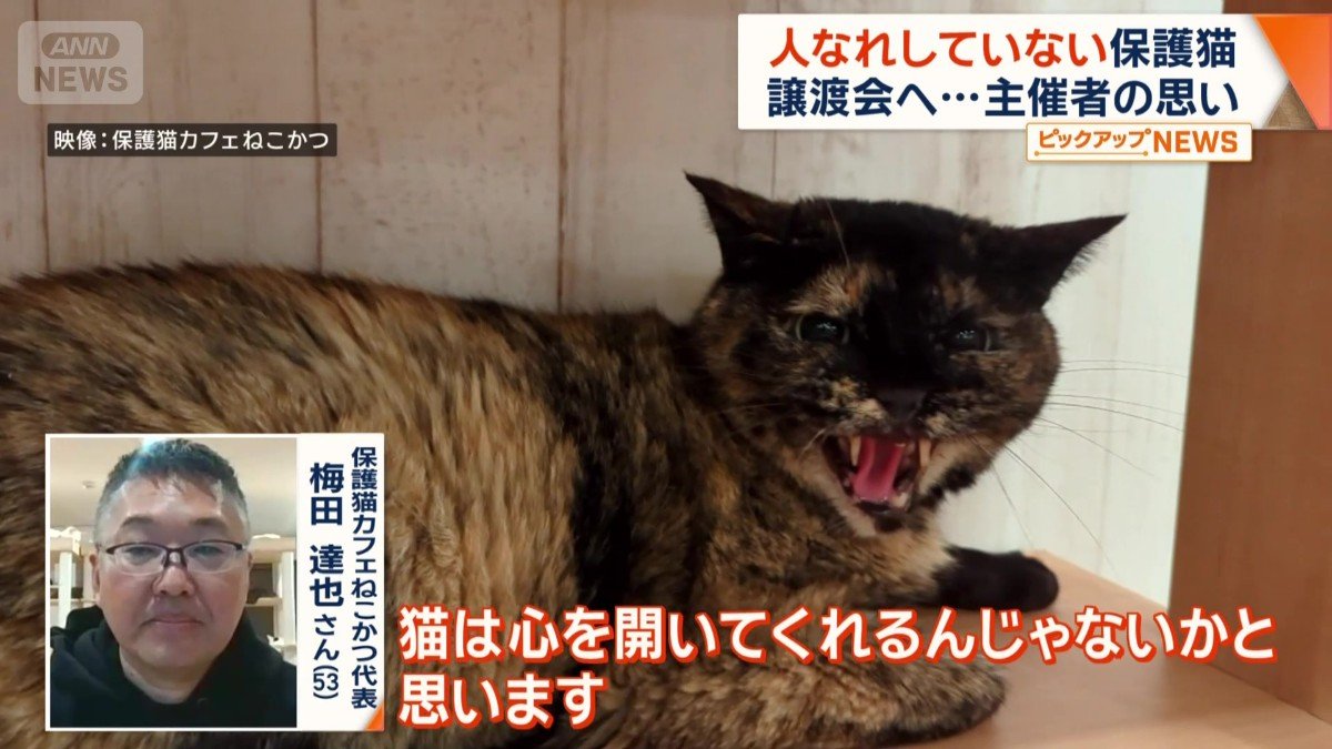 「猫は心を開いてくれるんじゃないか」