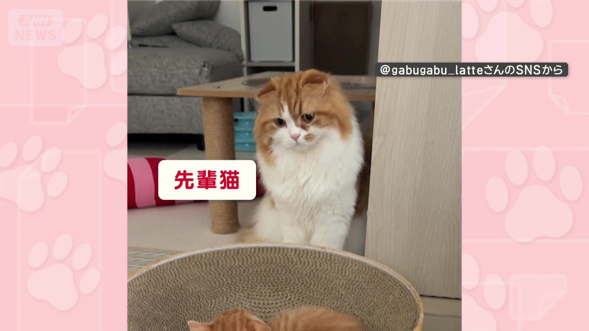 子猫をじっと見つめる