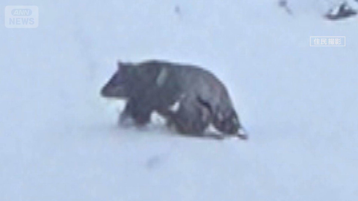 冬眠は？人気温泉地では除雪作業中に…クマ被害相次ぐ　ポイントはエサの存在