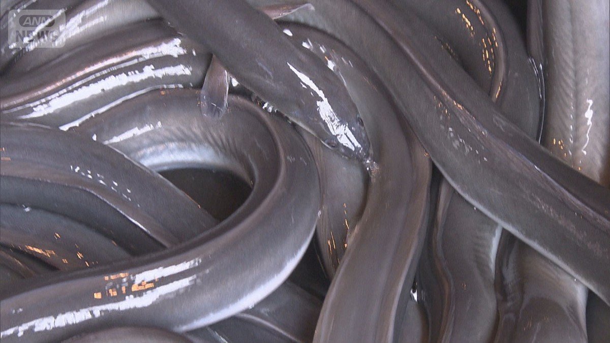 活きの良いウナギ