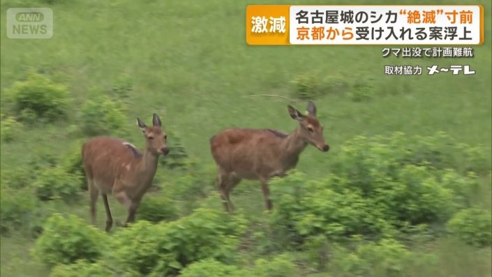 名古屋城に住み着くシカ2頭