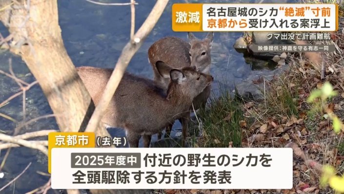 京都市では野生のシカが多数住み着く