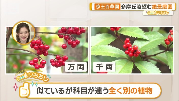 今が見頃の「万両」と「千両」