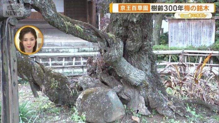 幹がツイストし、てひねられながら成長