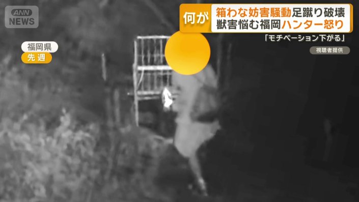 箱わなを蹴り上げる人物