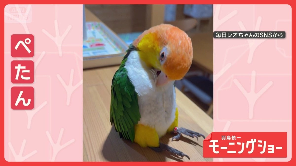 なに?そのたたずまい…まるで子ども “ぺたんこ座り”するシロハラインコ なぜ?