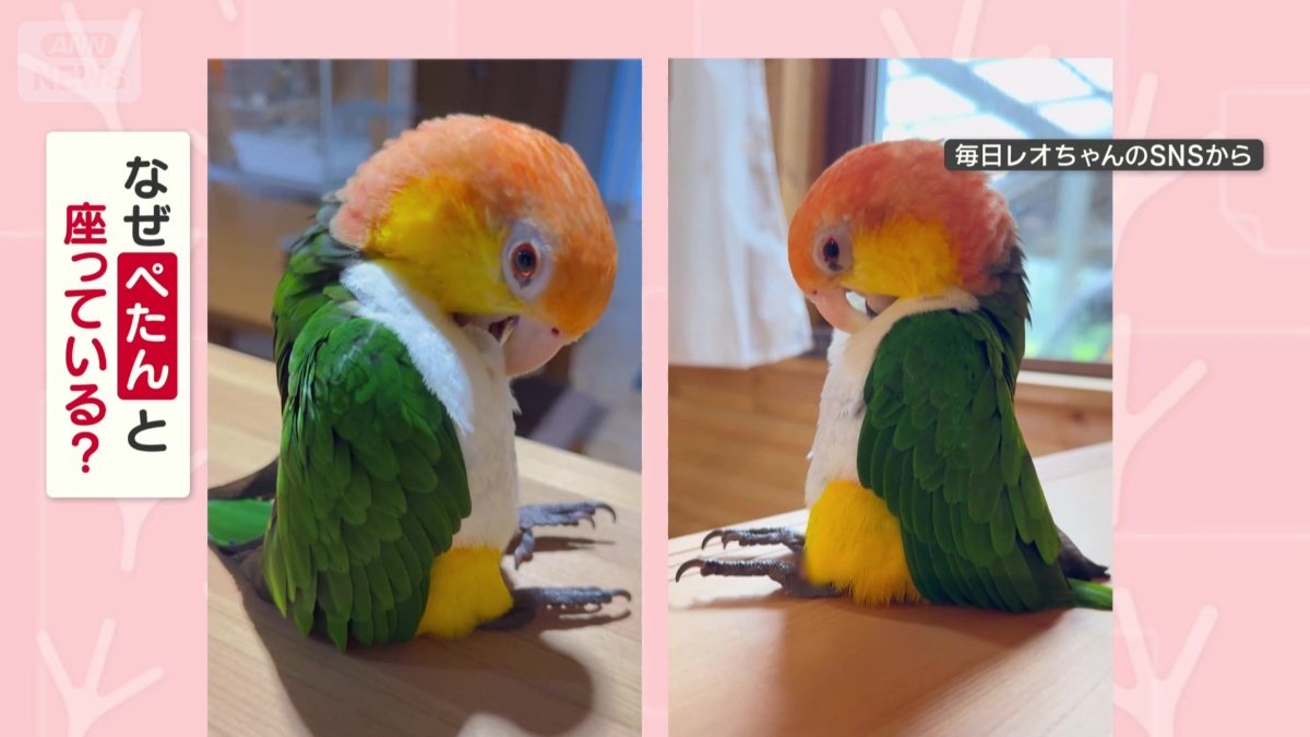 なぜぺたんと座ってる?