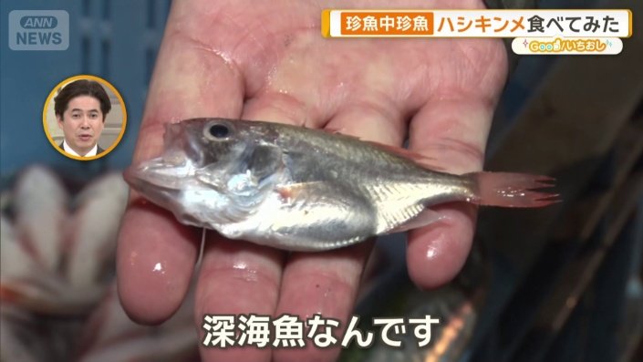 ハシキンメの赤ちゃん