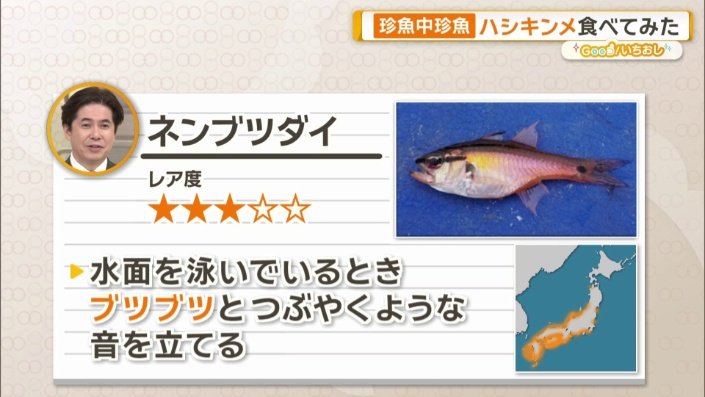 ネンブツダイとは