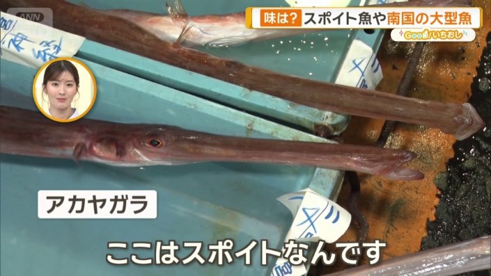 細い口をスポイトのように使って獲物を丸のみ