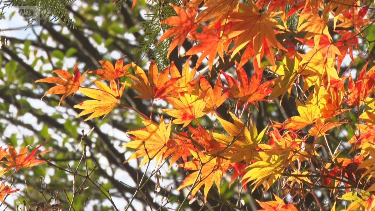 週末大混雑の鎌倉、江の島 「最後の紅葉」駆け込み 「食」楽しむ人も