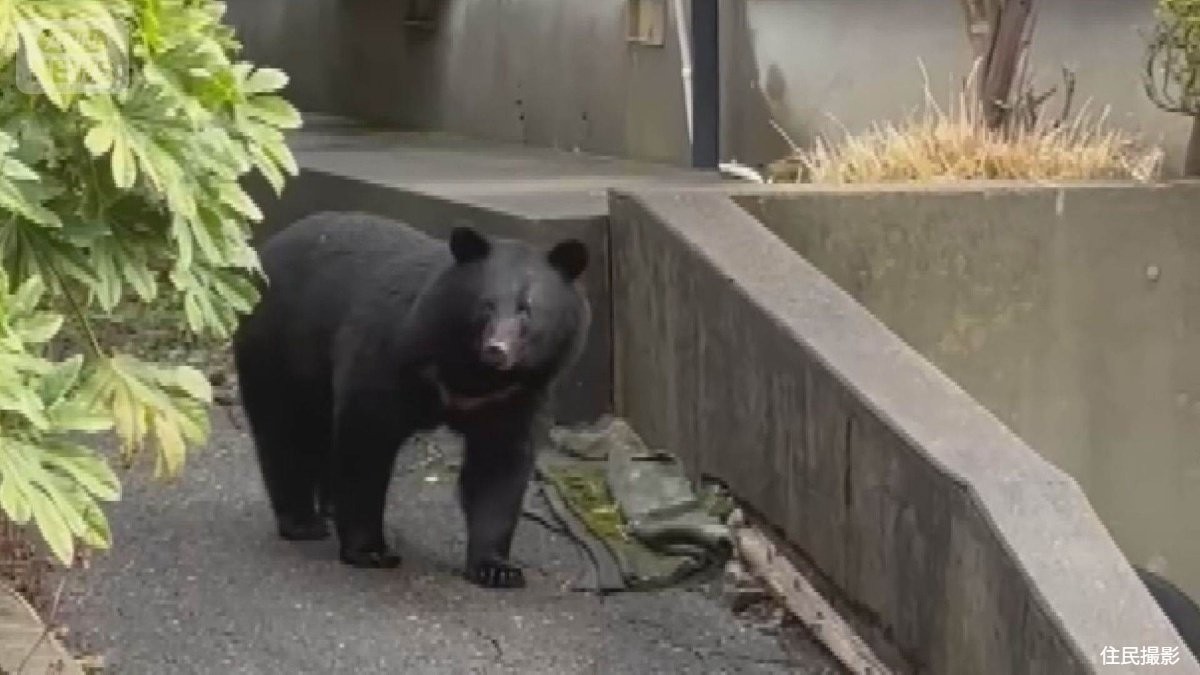 冬眠しないクマが各地で人襲う 専門家は年またいで出没する可能性を指摘