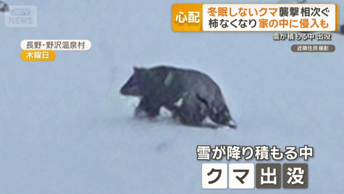 雪が積もる中クマ出没