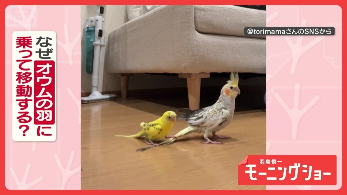 まるでスケボー オウムの羽を器用に乗りこなすインコさん オウムさんの気持ちは?