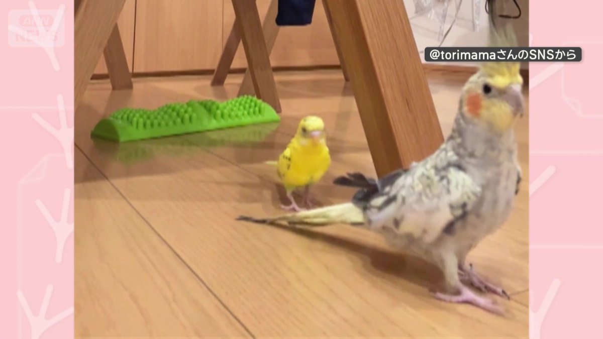 オウムの後ろから近づくインコ