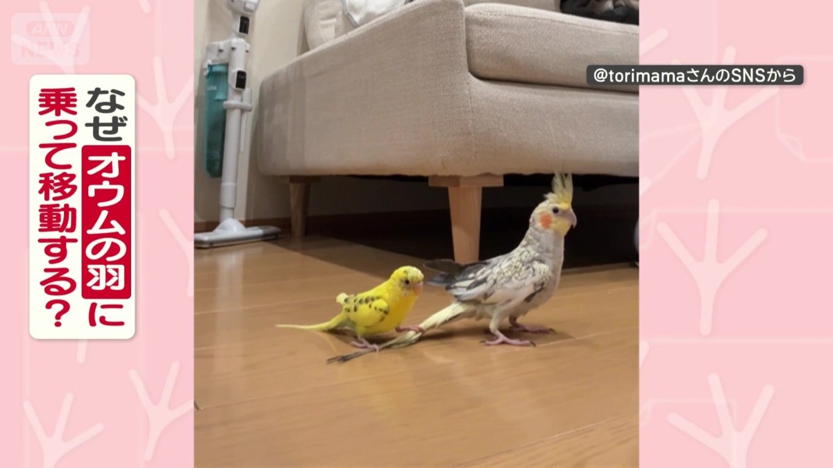 なぜオウムの羽に乗って移動する?