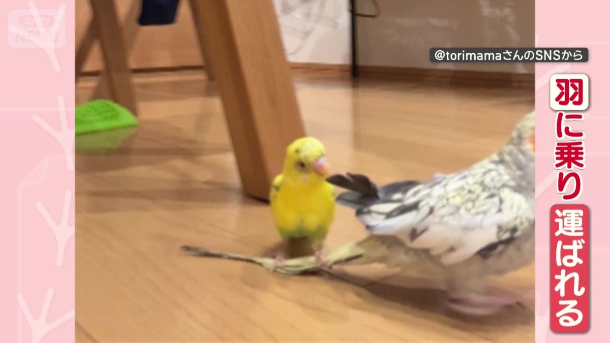 羽に乗り、運ばれる