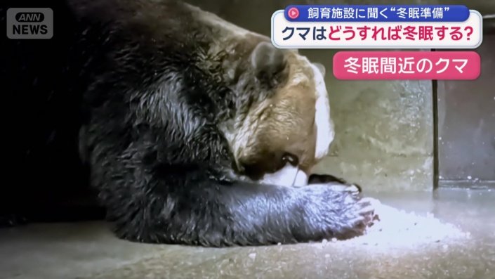 餌をかかえるようにして食べるクマ