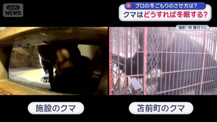 380キロの個体に迫る大きさ