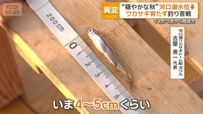 今年のワカサギは小ぶり