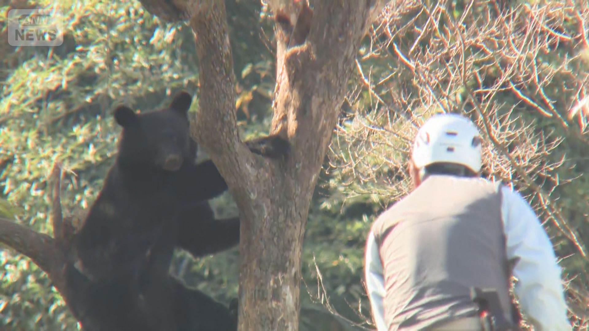人と対峙するクマ
