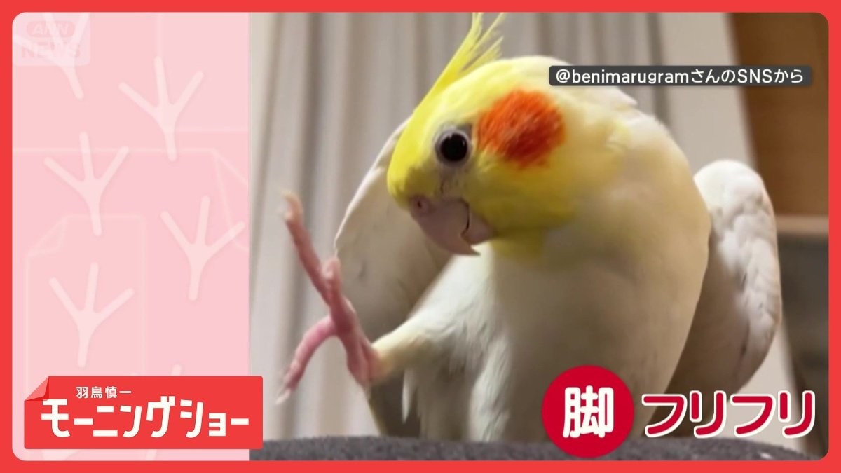 ご機嫌 鳥オンステージ! 脚フリフリで歌うインコさん 歌に合わせて踊ってるの?