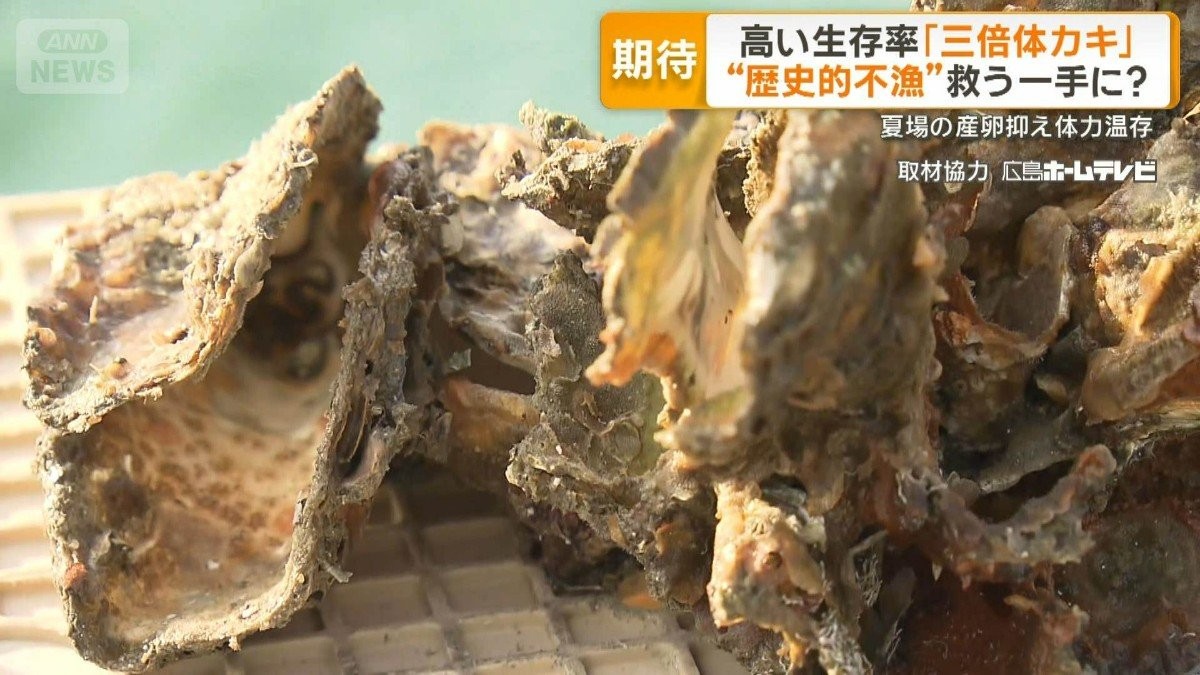高い生存率「三倍体カキ」 歴史的不漁を救う一手に? 夏場の産卵抑え体力温存