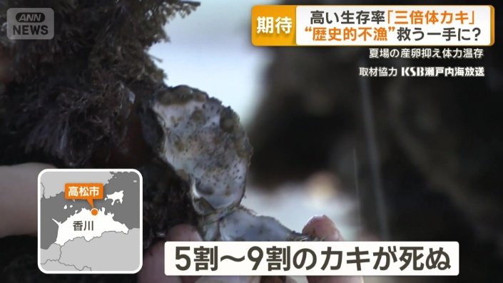 香川でも5割〜9割のカキが死ぬ深刻被害