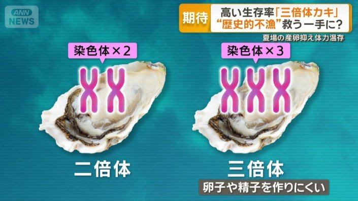 通常のカキと「三倍体」の違い