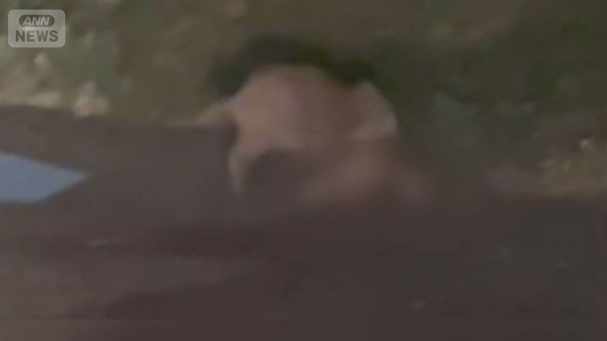 イノシシがキョン食べる姿 専門家「動物の死骸を好んで」 農業被害も深刻化