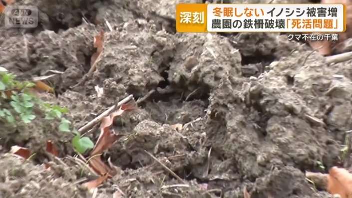 イノシシの足跡