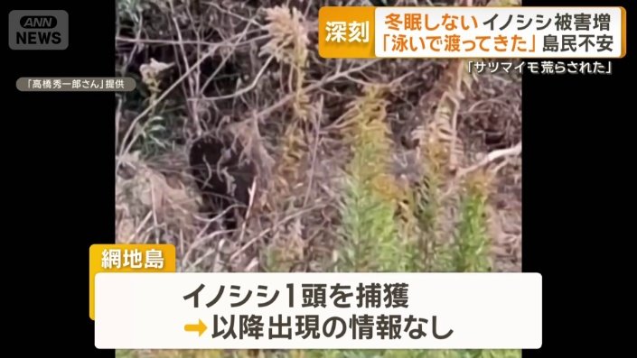 1頭を捕獲