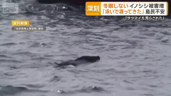 海を渡るイノシシ