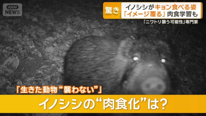 イノシシの肉食化は?