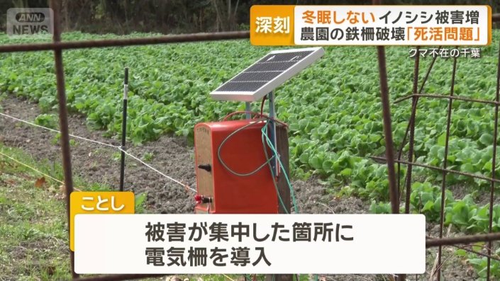 電気柵を導入