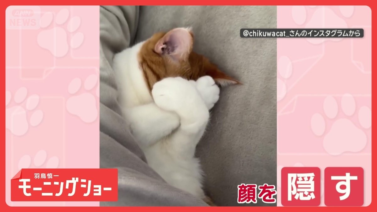 「お布団めくらないで!」 恥ずかしい? 前脚で顔を隠すネコちゃん