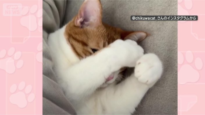 まだ見ているのかニャ?