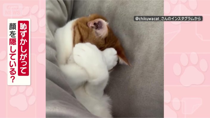 なぜ顔を隠すの?ちくわくん