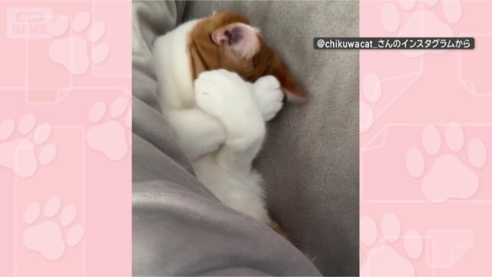 お布団かけて欲しいニャ