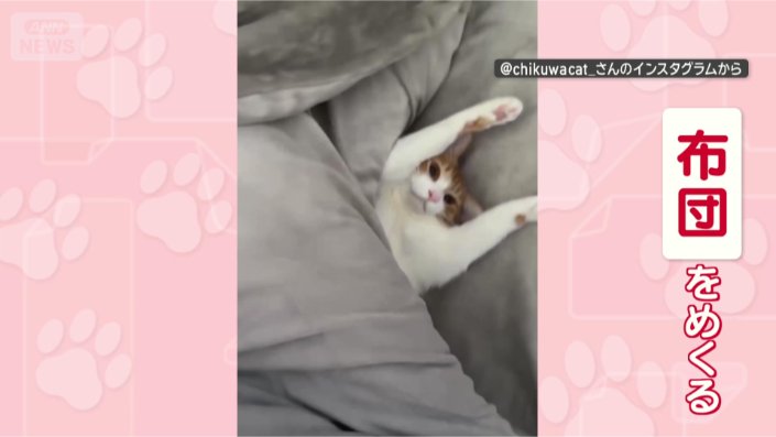 あ!お布団めくったニャ!!