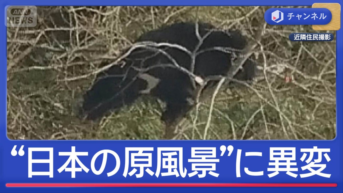 泣く泣く柿の木を伐採…クマ出没で仕方なく “日本の原風景”に異変